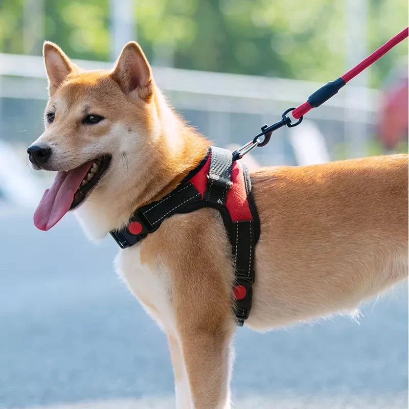 Verstellbares Hundegeschirr mit Leine