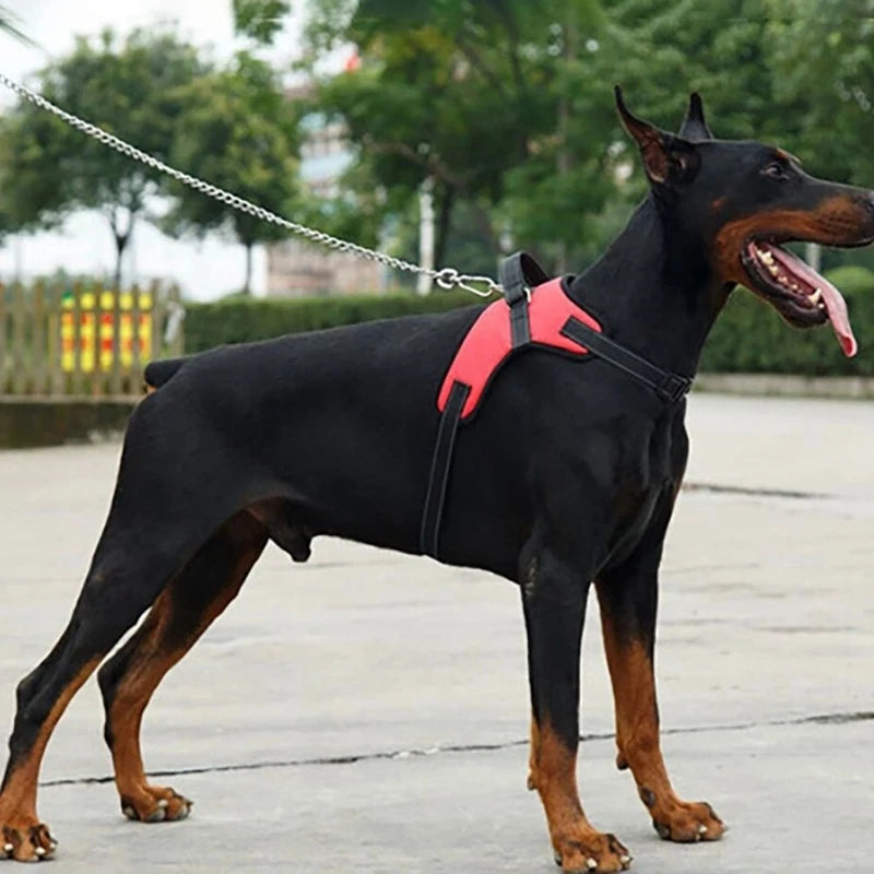 Verstellbares Hundegeschirr mit Leine
